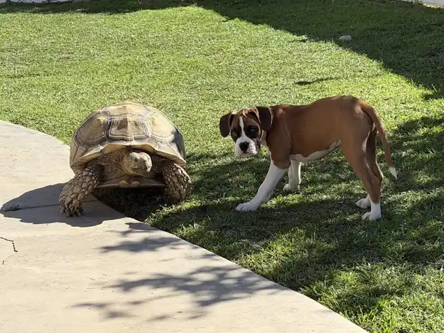 Knockout Pest Control & Termite