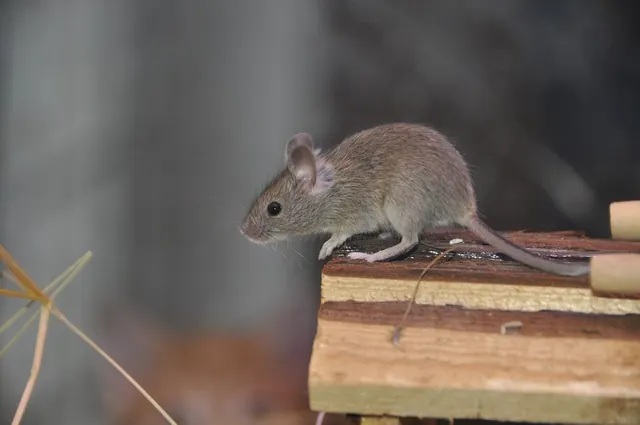LA Rodent Exterminator Specialist