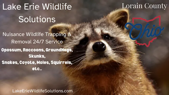 Lake Erie Wildlife Solutions