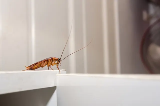 Legion Pest Management