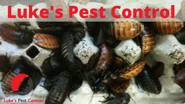 Luke's Pest Control