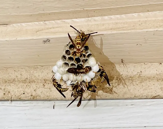 Master Blaster Pest Management