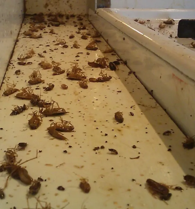 Master Pest Control