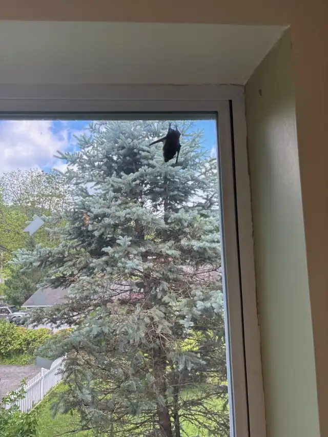 Matthew’s pest control