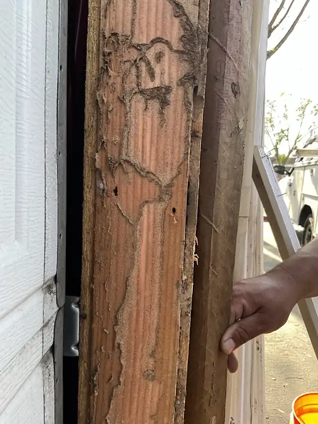 Maxguard Pest Control