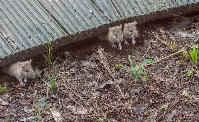 Mice Stopper