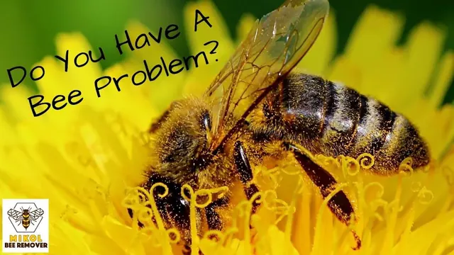 Mikol Bee Remover