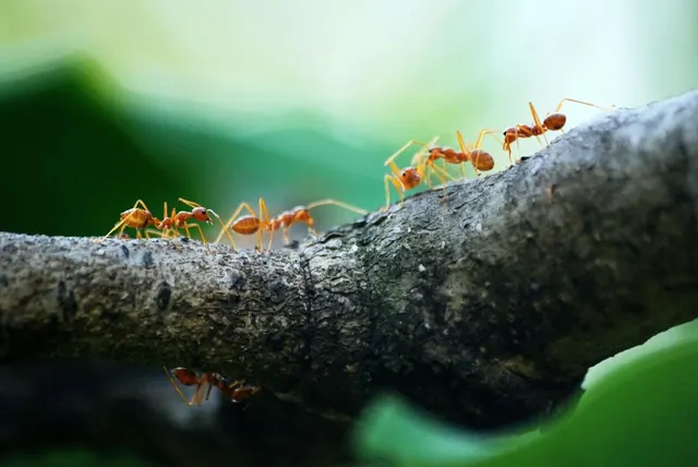 murrieta ca ant control