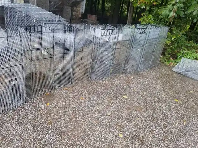 Murrieta Wild life Removal