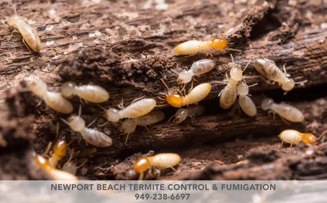 Newport Beach Termite Control & Fumigation