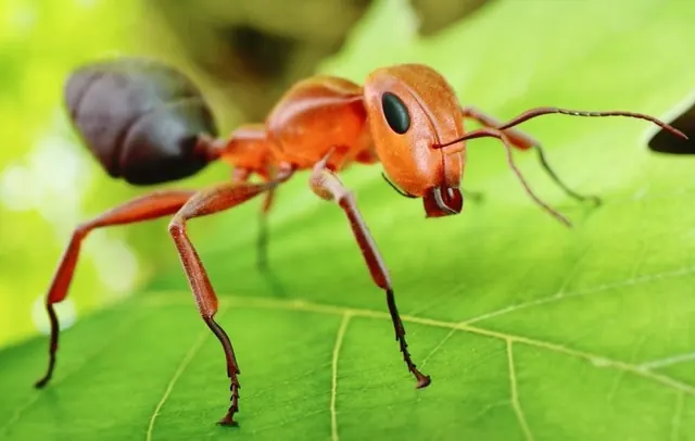 Nixtermite Inc.