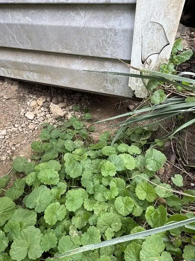 Nuisance Varmint Control