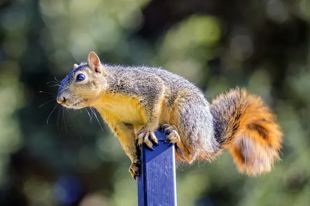 Nuisance Wildlife Services, LLC