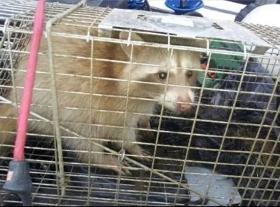 Oakland Pest Control Company
