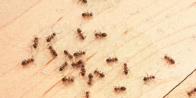 One Tree Pest Solutions