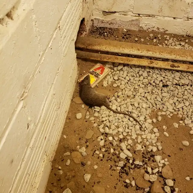 Optimum Pest Control LLC