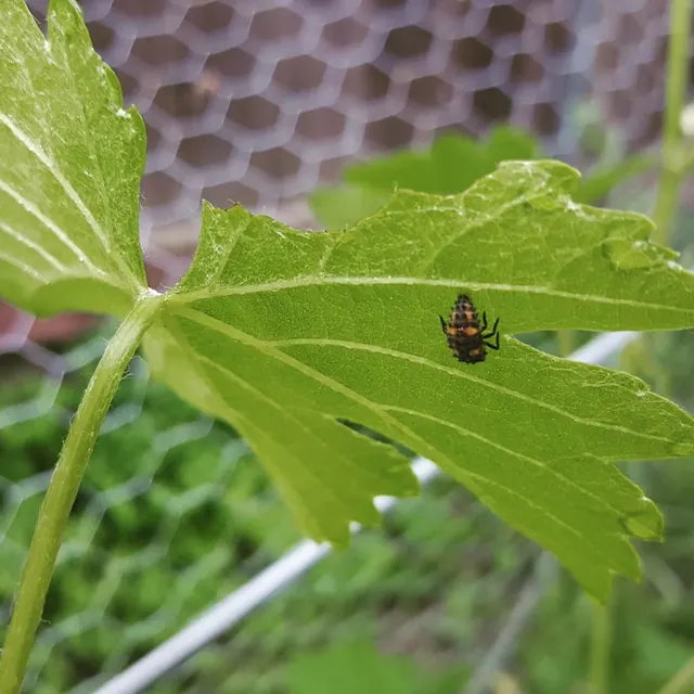 Organic Control, Inc