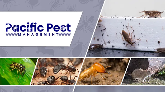 Pacific Pest Management