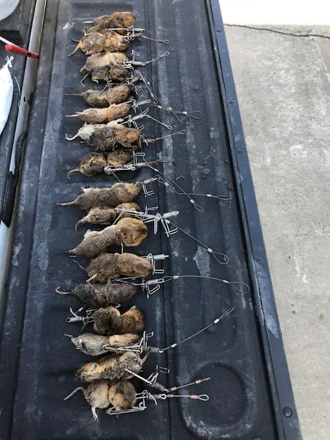 Perry's Wildlife control