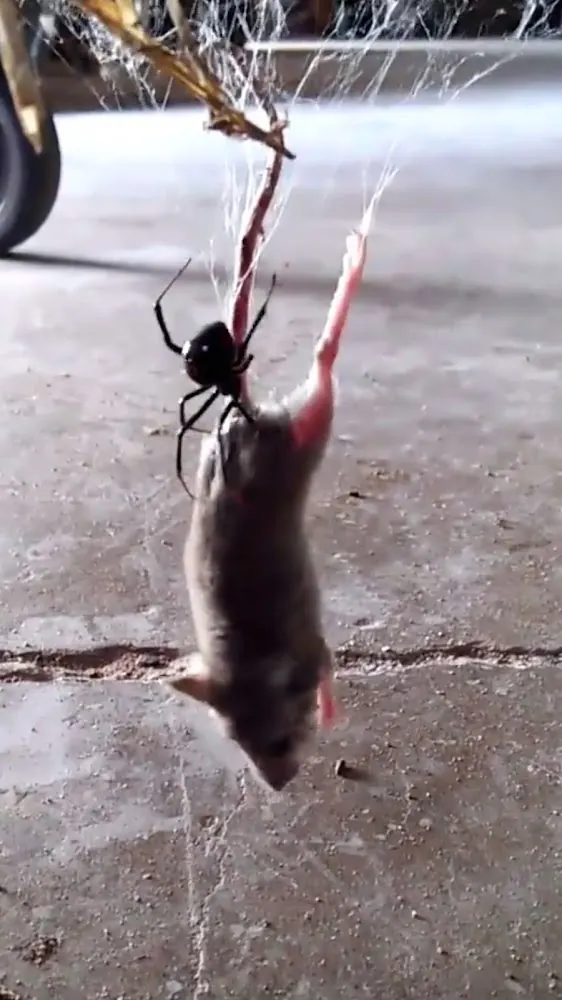 Pest Control Fresno