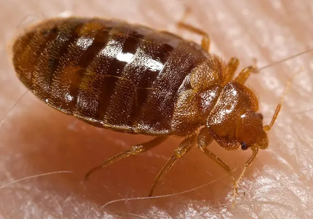 Pest Control in Corona, Menifee, Temecula, Canyon Lake, CA