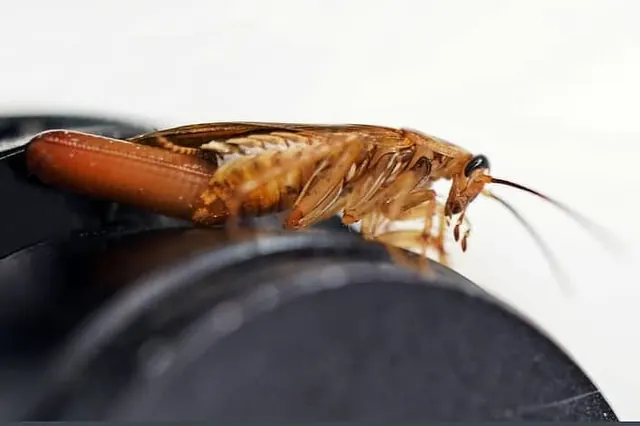 Pest Control in Elk Grove