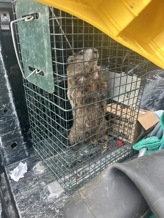Pest Control PRO