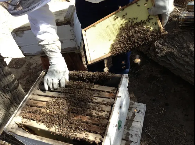 Pest Control Solutions