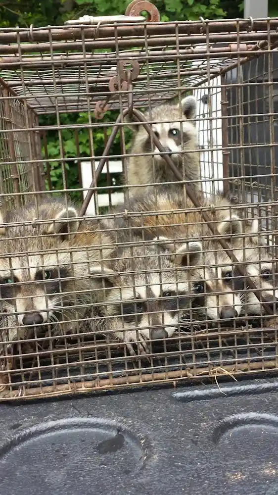 Pest Control Wildlife Removal