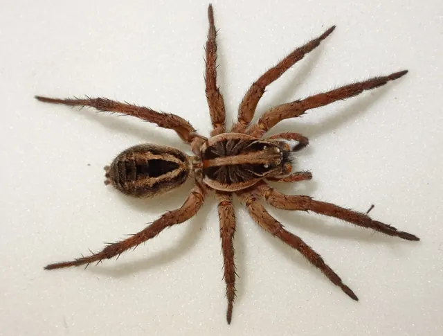 Pest Exterminating LLC