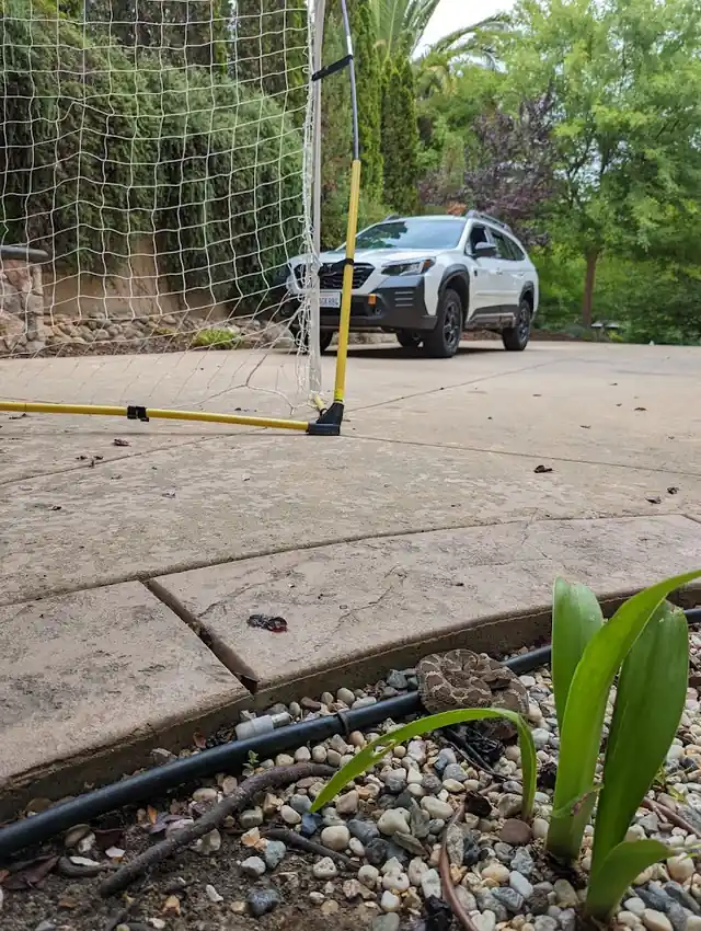 Placer Snake Removal