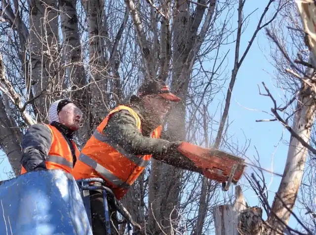 Placerville Tree Service