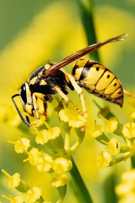 Platinum Pest Removal LLC