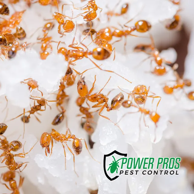 Power Pros Pest Control