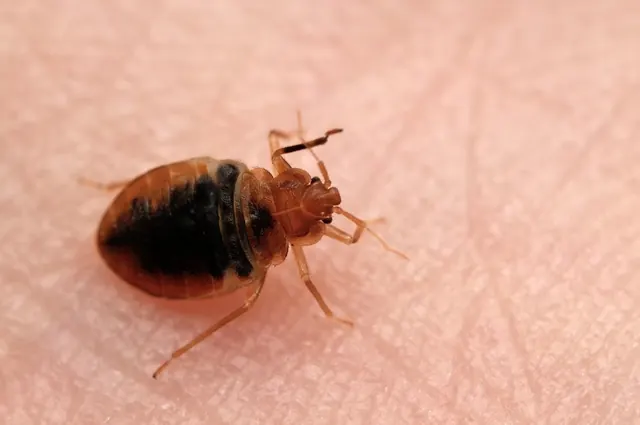 Premier Bed Bug Solutions
