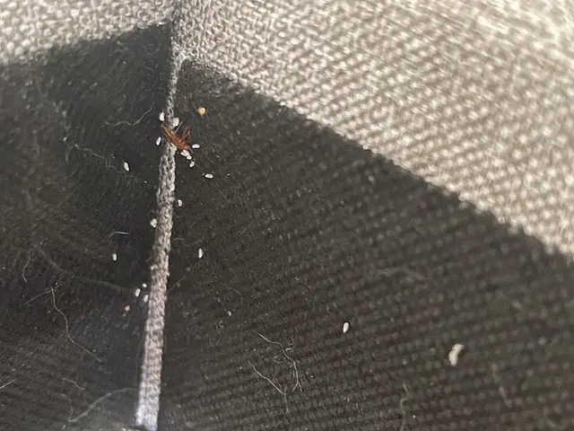 Premier Bed Bug Solutions