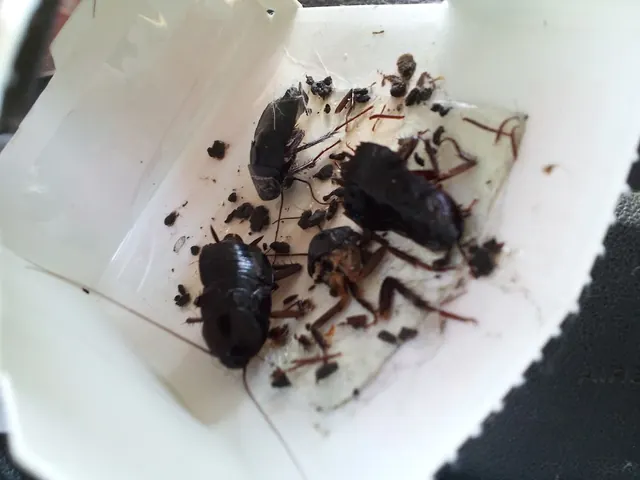 Provex Pest Management