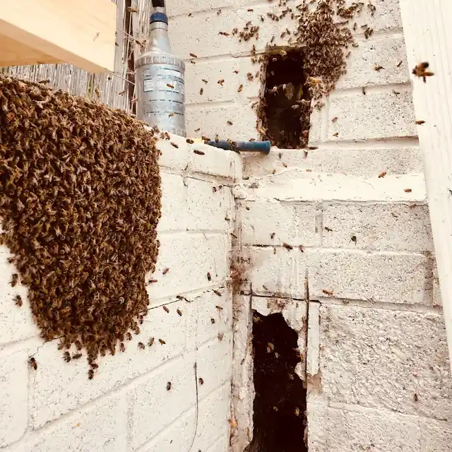 QueenB Live Bee Removal
