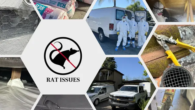 Rat issues