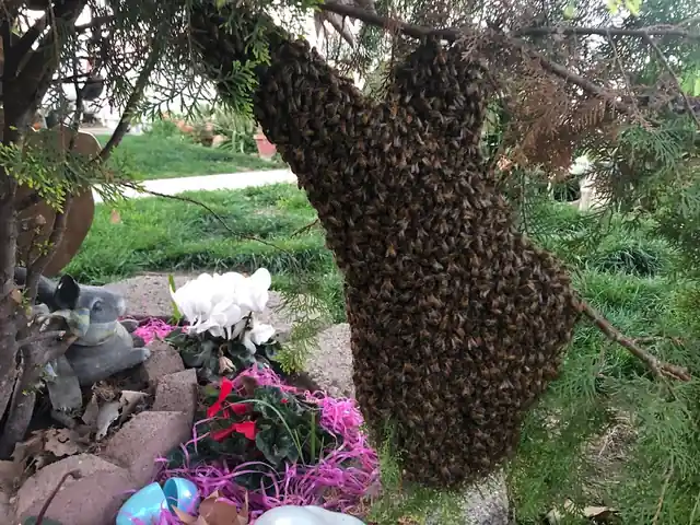 Ready Arms Bee N Swarm Relocation Service's