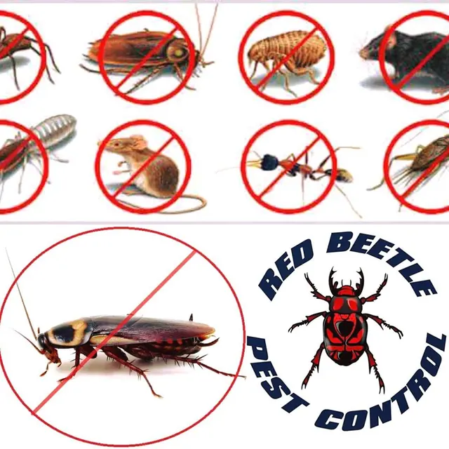 Red Beetle Pest Control