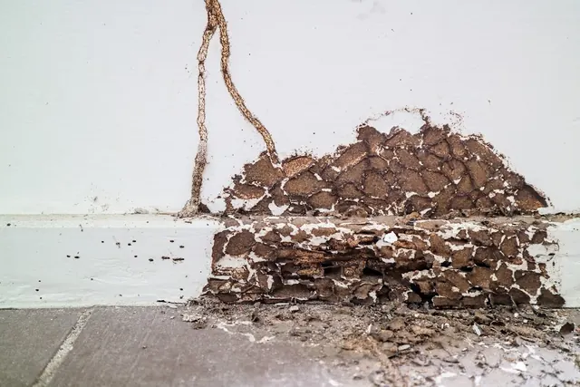 Redwood Empire Termite and Pest Control