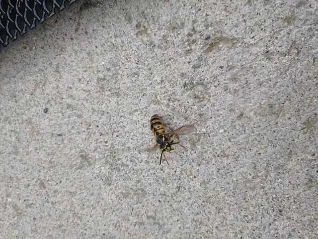 S&S Pest Control