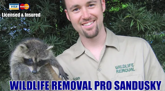 Sandusky Wildlife Removal Pro