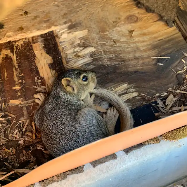 Sierra Wildlife Control
