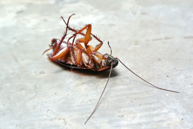 Silencer Pest Management