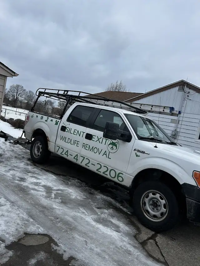 Silent Exit Wildlife Removal
