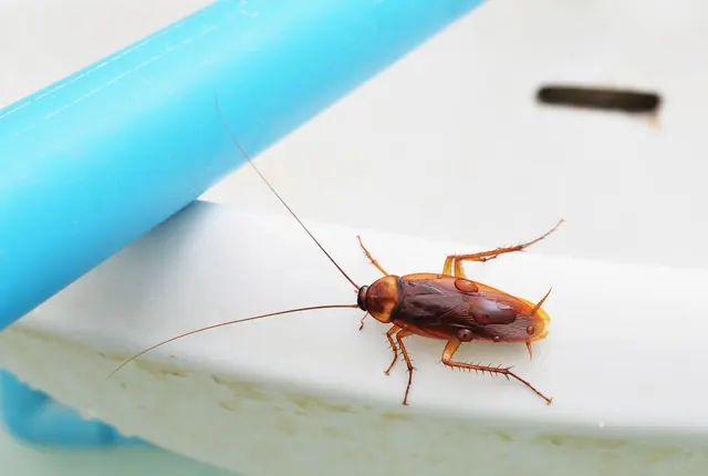 Sobrino's Termite & Pest