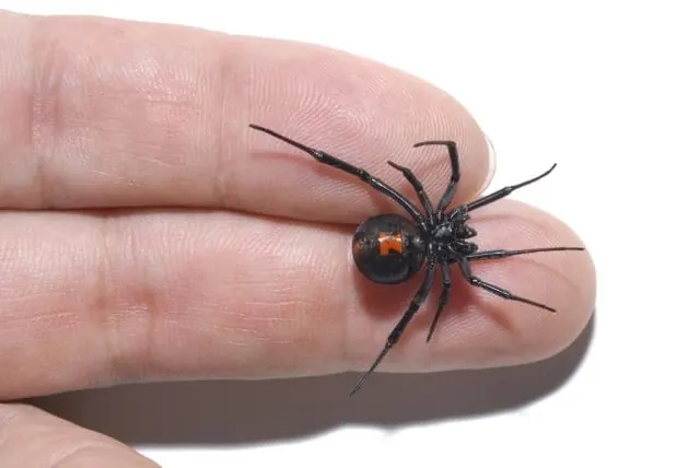 Southwest Pest