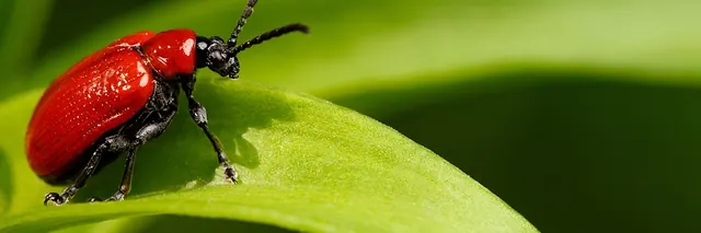 Stellar Termite Services